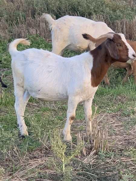 Boer goat weathers