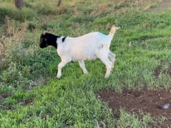 Boer goat weathers