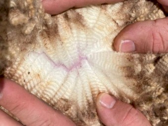 SIL Glendemar Blood Merino Ewes