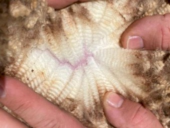 SIL Glendemar Blood Merino Ewes