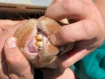 SIL Glendemar Blood Merino Ewes