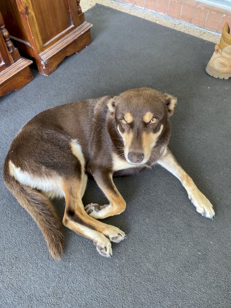 Female adult pure bred kelpie