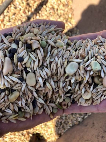 Certified Organic Grain Mix