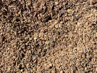 Certified Organic Grain Mix