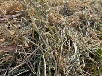 Oaten Hay - NEW SEASON 