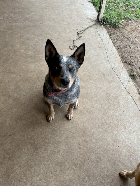 Cattle Dogs x 2 | Farm Tender