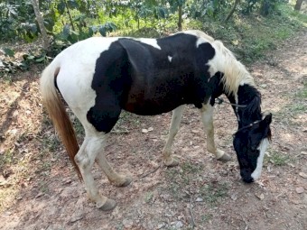 Friesien warm blood 85% friesien horse needs new home