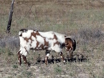 Full blood boer goats ,live sheep ,cattle,lambs and cows 