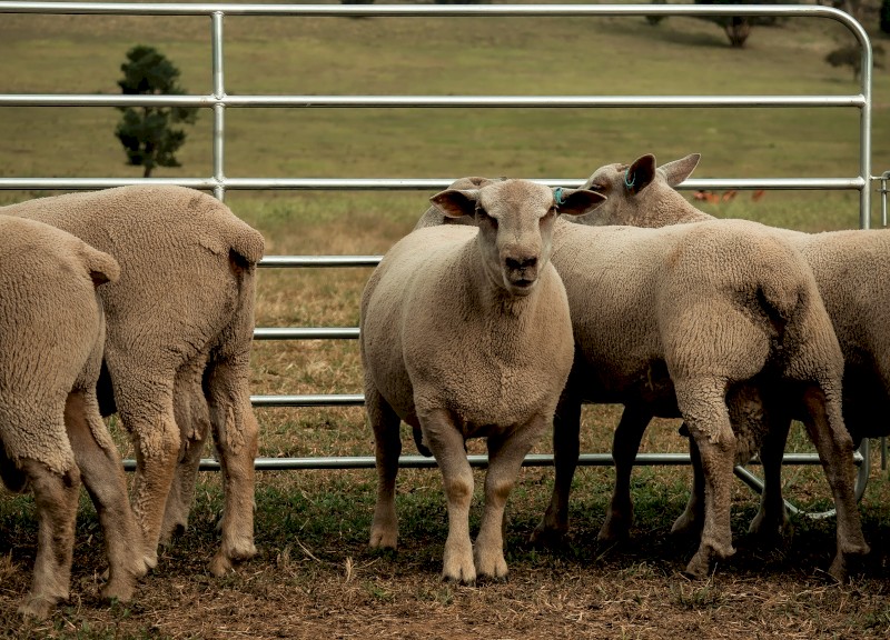 Charollais rams 2023 drop  80 kgs