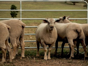 Charollais rams 2023 drop  80 kgs