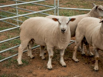 Charollais rams 2023 drop  80 kgs