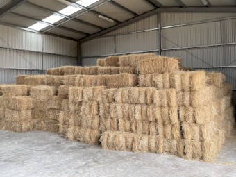 Lucerne Hay for Sale | Lucerne Small Bales Price | Hay & Fodder ...