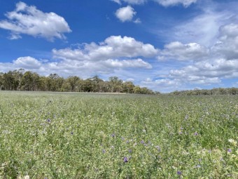 Lucerne Hay 2nd Cut - yet to be done