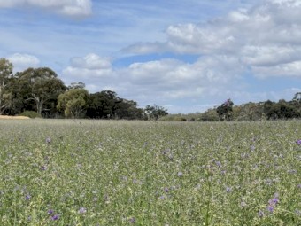Lucerne Hay 2nd Cut - yet to be done