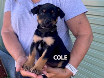 WELL BRED KELPIE PUPS