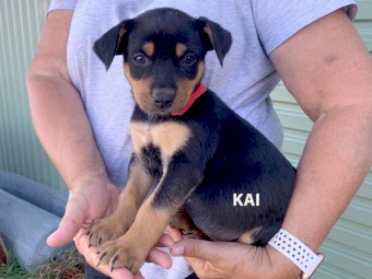 WELL BRED KELPIE PUPS