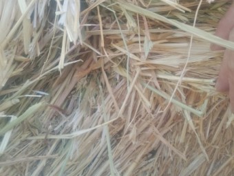 New Seasons (2023) Wheaten Hay Rolls. Clean. No Weather Damage