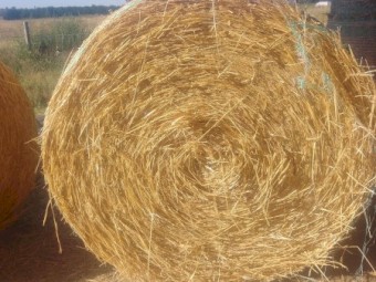 New Seasons (2023) Wheaten Hay Rolls. Clean. No Weather Damage
