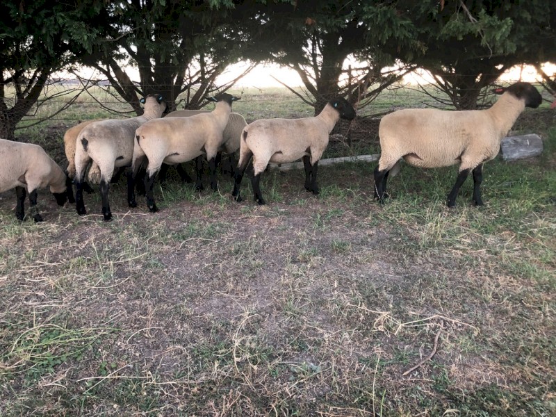2023 Suffolk rams for sale 