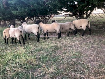 2023 Suffolk rams for sale 