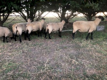2023 Suffolk rams for sale 
