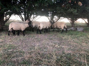 2023 Suffolk rams for sale 