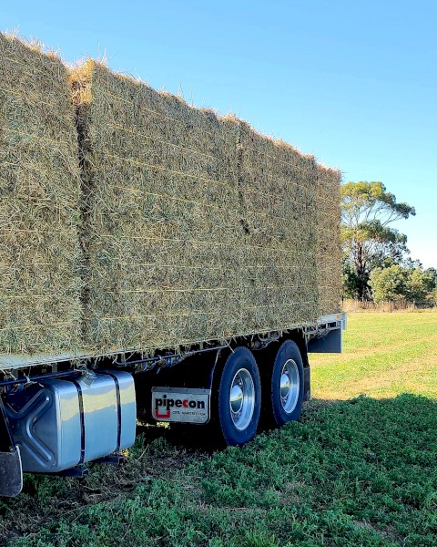Lucerne Small squares   