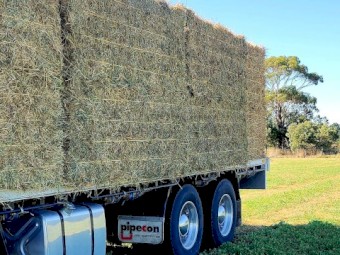 Lucerne Small squares   