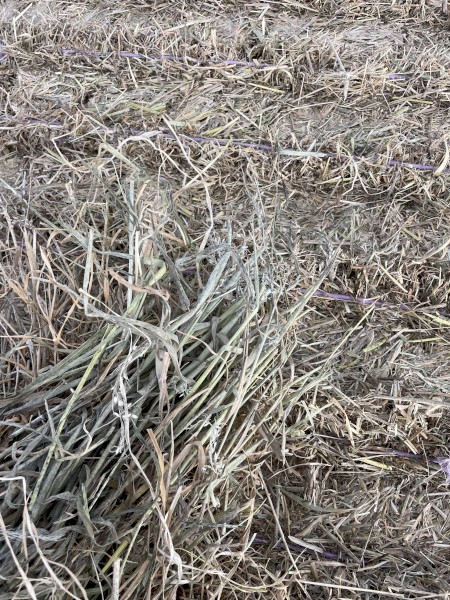 Pasture Hay Priced to clear