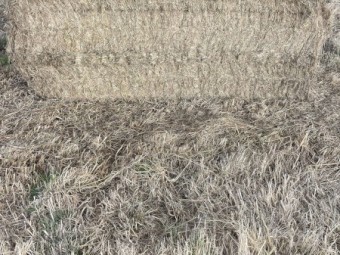 Pasture Hay Priced to clear