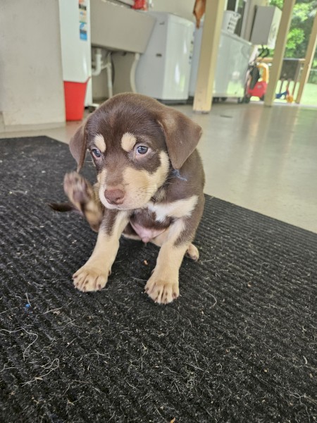 Red & Tan Male Red Kelpie Pups 7 wks | Farm Tender