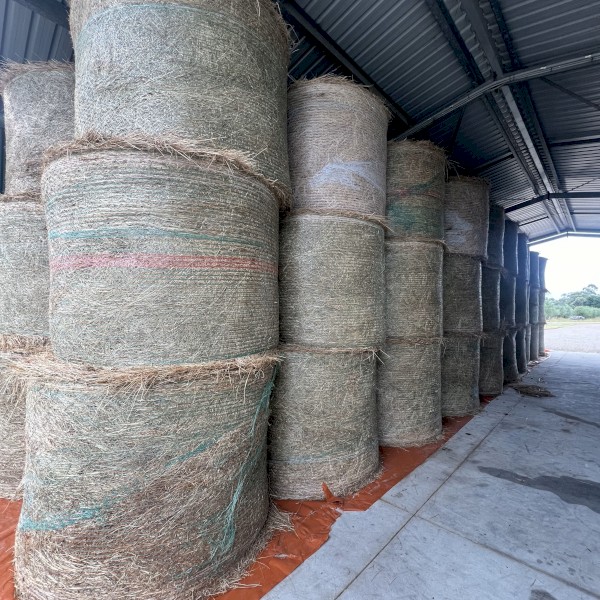 Certified Organic Hay - Cut in January 2024 (Mixture of native grass, clover, rye and birdsfoot Trefoil)