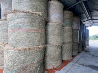 Certified Organic Hay - Cut in January 2024 (Mixture of native grass, clover, rye and birdsfoot Trefoil)
