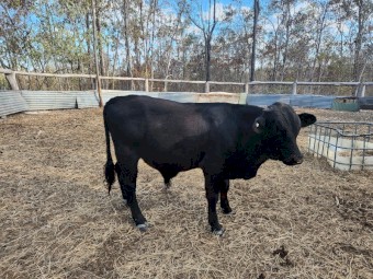 Belted Galloway x bull, very quiet