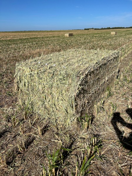 200 tn forage sorghum hay  