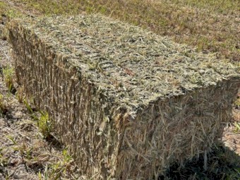 200 tn forage sorghum hay  