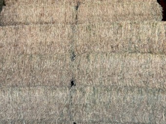 200 tn forage sorghum hay  