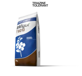 Invigor Hybrid 6010 Canola Seed