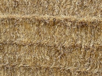 Barley Straw