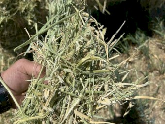 250mt Oaten Hay 8x4x3 Bales