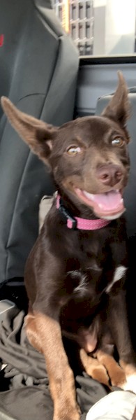 Full breed female kelpie