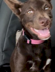 Full breed female kelpie