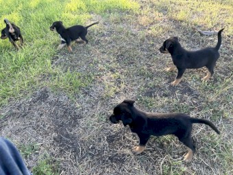 Working kelpie pups