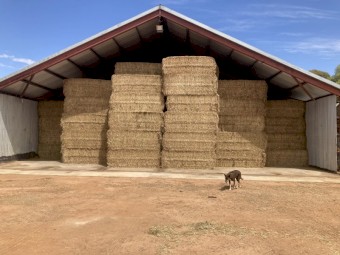 Vetch hay. 2023/24 season