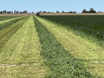 4th Cut 2024 Lucerne Hay 