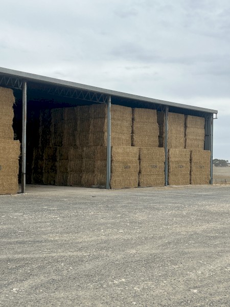 New season 4th Cut Lucerne