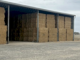 New season 4th Cut Lucerne