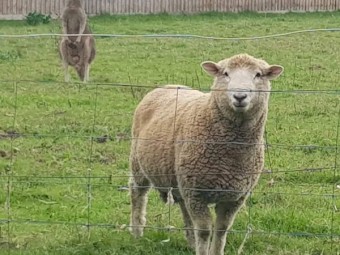 Romney Stud Ram