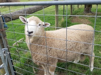 Romney Stud Ram
