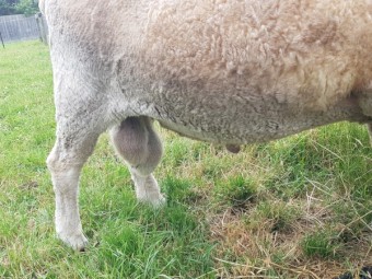 Romney Stud Ram